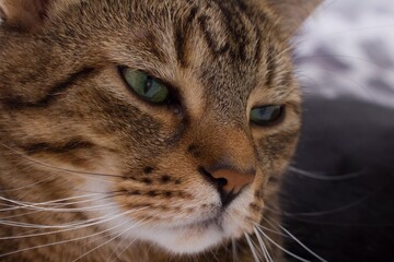 Closeup of a tabby cat`s face with green eyes. A cat with brown fur and a dark drawing is looking ahead. Face detail.