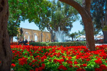 Valletta, Malta. Blooming geranium in Barraka Gardens, Malta. Geranium blooms close-up. Blooming geraniums in pots. A lot of blooming geraniums.