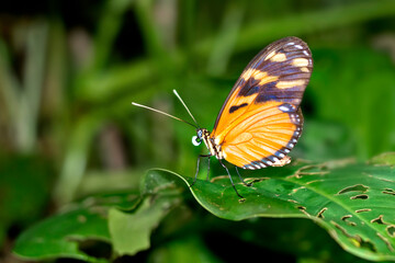Obraz na płótnie Canvas Tropical Butterfly, Tropical Rainforest, Marino Ballena National Park, Uvita de Osa, Puntarenas, Costa Rica, Central America, America