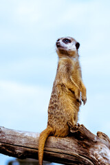 Signature pose of a cute meerkat 