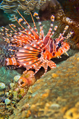 Spotfin Lionfish, Pterois antennata, Lembeh, North Sulawesi, Indonesia, Asia