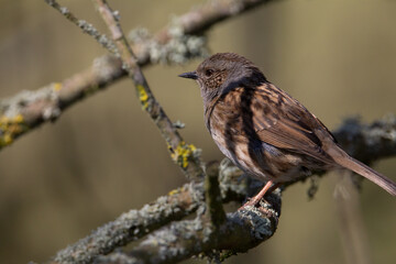 a single Dunnock (Prunella modularis) perched on a branch with shadows and sunlight