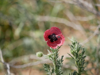 A small black fly sits on a poppy petal on a sunny summer day. The insect pollinates wildflowers.
