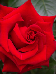Beautiful natural untreated red rose flower. Close-up of a flower bud in the garden. Lovely rose petals as a background