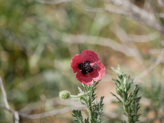 A small black fly sits on a poppy petal on a sunny summer day. The insect pollinates wildflowers.