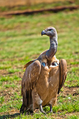 White-backed vulture, Gyps africanus, Nature Reserve, South Afica, Africa