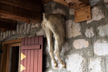 Zum Teil eingemauerte Ziege  - Hinterteil und originelle Dekoration an der Hauswand einer Berghütte
