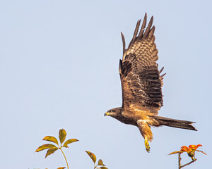 Black Kite Taking off