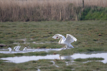 a single male Mute Swan (Cygnus olor) landing feet down in a flooded field with a hedge and fence in the background