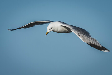 Möwen am Meer