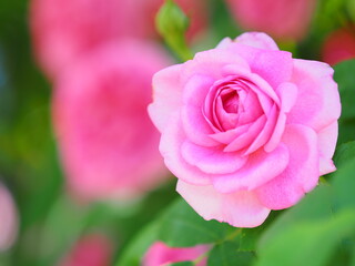 白い恋人パーク ローズガーデン