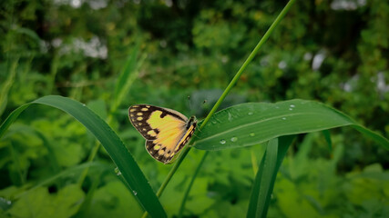 butterfly on the grass