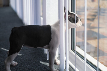 Boston Terrier puppy standing between vertical blinds looking our of a patio door window.