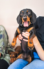 Fun portrait of a miniature dachshund  being held on a lap. He is looking at the camera with his tongue out. A smaller puppy dachshund is asleep next to him.