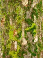 梅雨の日の公園の欅の幹