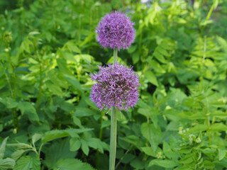 Useful plant allium aflatunense with purple flowers for eating in the spring garden. A hybrid of onion and garlic allium giganteum with vitamins for proper nutrition. Horticulture and agriculture - obrazy, fototapety, plakaty