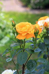 view in a picturesque corner of the Kiev Botanical Garden