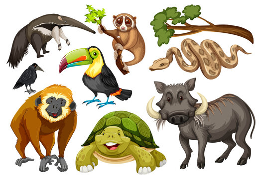Set of various wild animals on white background