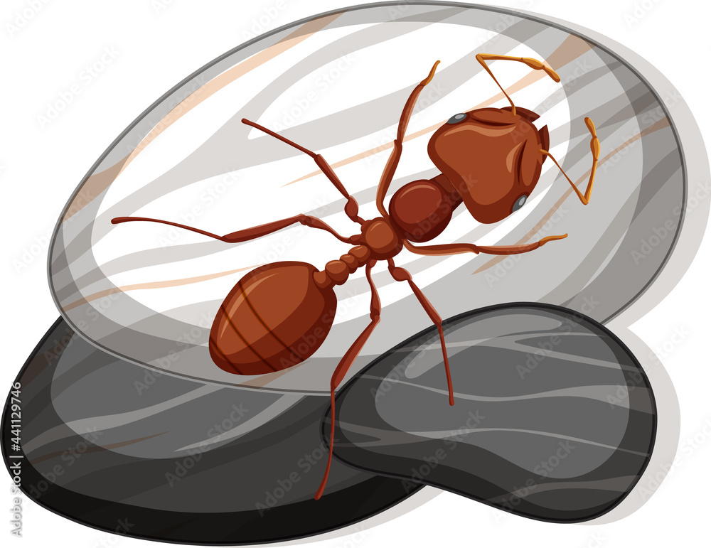 Sticker Top view of red ant on a stone on white background