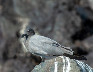 Lava Gull, Leucophaeus fuliginosus