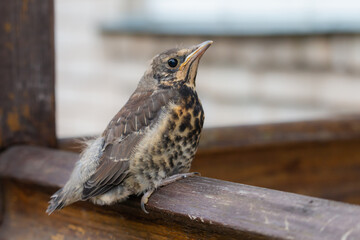 Chick of Fieldfare are sitting on handrail. Summer season in Lithuania
