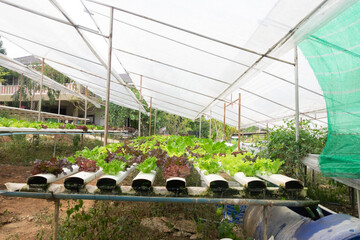 Organic farming supports sustainable, chemical-free agriculture. Hydroponic gardens enhance this by growing fresh, healthy produce using soil-free, water-based methods in eco-friendly environments.