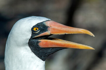 Nazca Booby, Sula granti