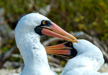 Nazca Booby, Sula granti
