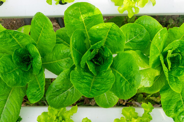 Close-up of hydroponic lettuce cultivation with vibrant green leaves growing healthily in...