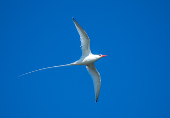 Fototapeta premium Red-billed Tropicbird, Phaethon aethereus