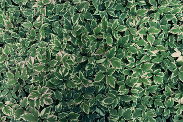decorative background of green leaves Runny vulgaris Variegata