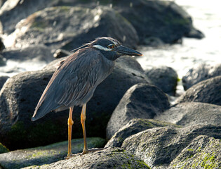 Yellow-crowned Night-Heron, Nyctanassa violacea