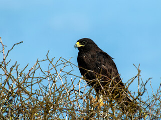 Galapagos Hawk, Buteo galapagoensis