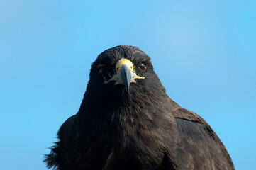 Galapagos Hawk, Buteo galapagoensis