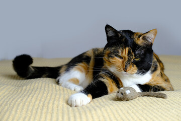 beautiful brown adult domestic cat proudly lies on the rug, looks around, the concept of keeping four-legged pets, veterinarian, love for animals, pet care, daily life