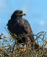 Galapagos Hawk, Buteo galapagoensis