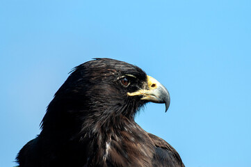 Galapagos Hawk, Buteo galapagoensis