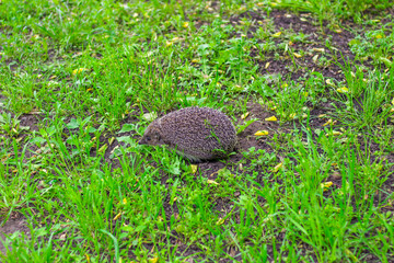 Forest hedgehog in the clearing. A spiky ball on a walk among the green foliage.