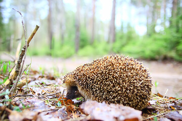 animal wild in nature hedgehog in the forest, european hedgehog runs © kichigin19