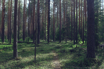 spring forest landscape, abstract fresh, seasonal nature view, green trees sun rays morning