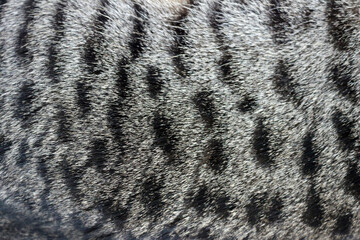 close up of tabby cat fur texture
