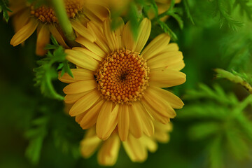 yellow daisies summer background, abstract natural floral spring