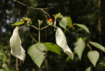Beautiful view of a Mussaenda branch with white and green leaves and an orange color flower