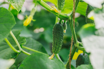 Small cucumbers grow in a greenhouse. Gherkins with flowers close-up. Vegetable crops.