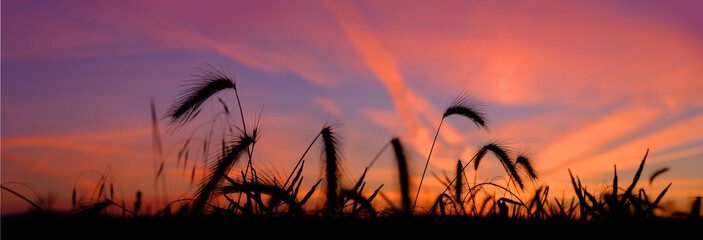 black blurred silhouette of wheat ears on the background of orange fiery sunset, hot summer concept, ripe bread harvest