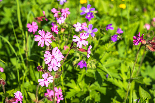 Red campion flowers blooming in the summer