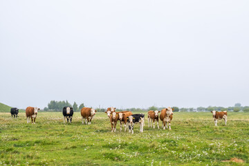 Fototapeta premium Curious Cattle on flowering meadow