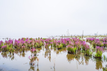 Misty lake with flowering Purple loosestrife the water