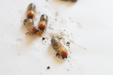 Grub Worms (Asiatic rhinoceros beetle or Oryctes rhinoceros) On white paper  , Oryctes rhinoceros adults are nocturnal. Insects