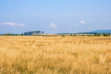 Plain with dry tall grass on a moor